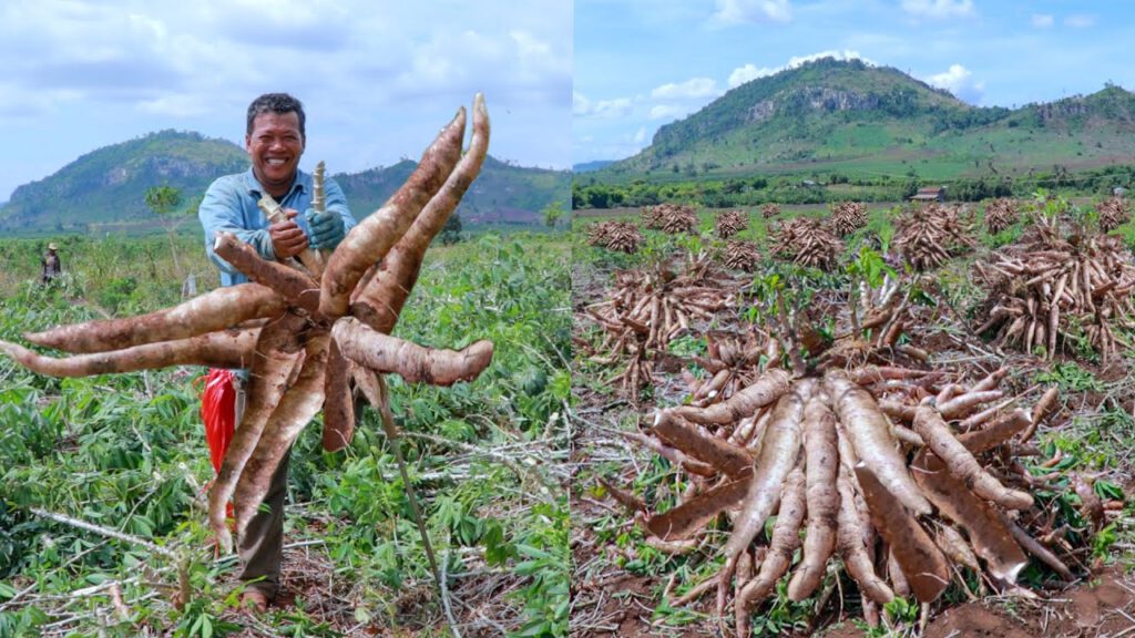 Hello guy, today I show you How to Grow Cassava to Fast Harvesting and Most Yield-Easy and Effective-Agriculture Technology